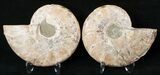 Polished Ammonite Pair - Million Years #15893-1